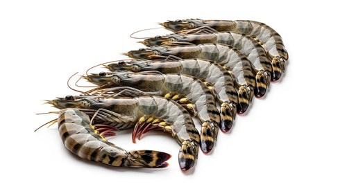 Black Tiger Shrimp