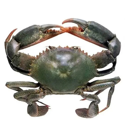Mud Crab