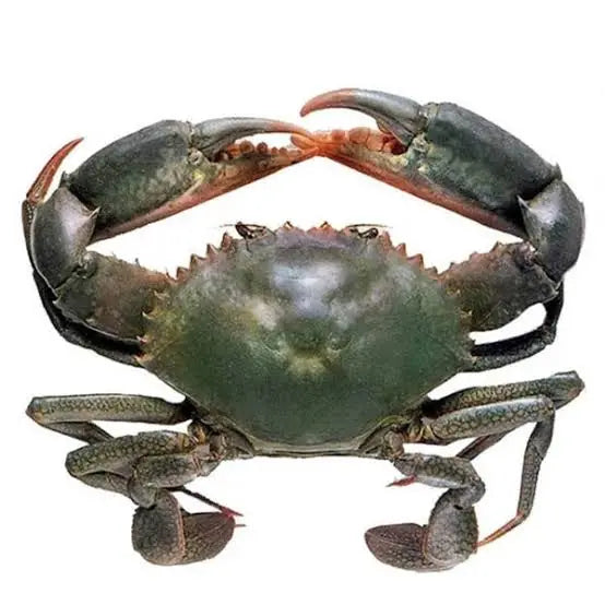 Mud Crab
