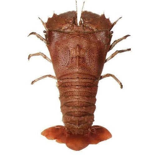 Sand Lobster